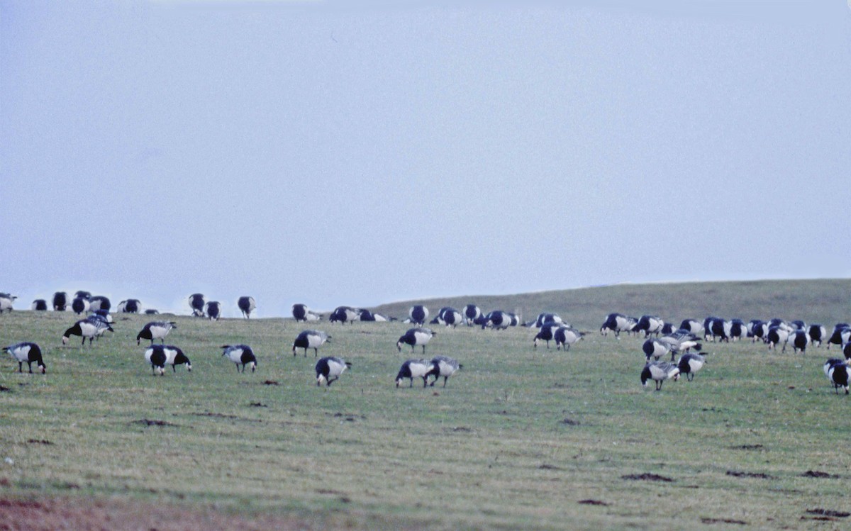 Barnacle Goose - Zsuzsanna Guba