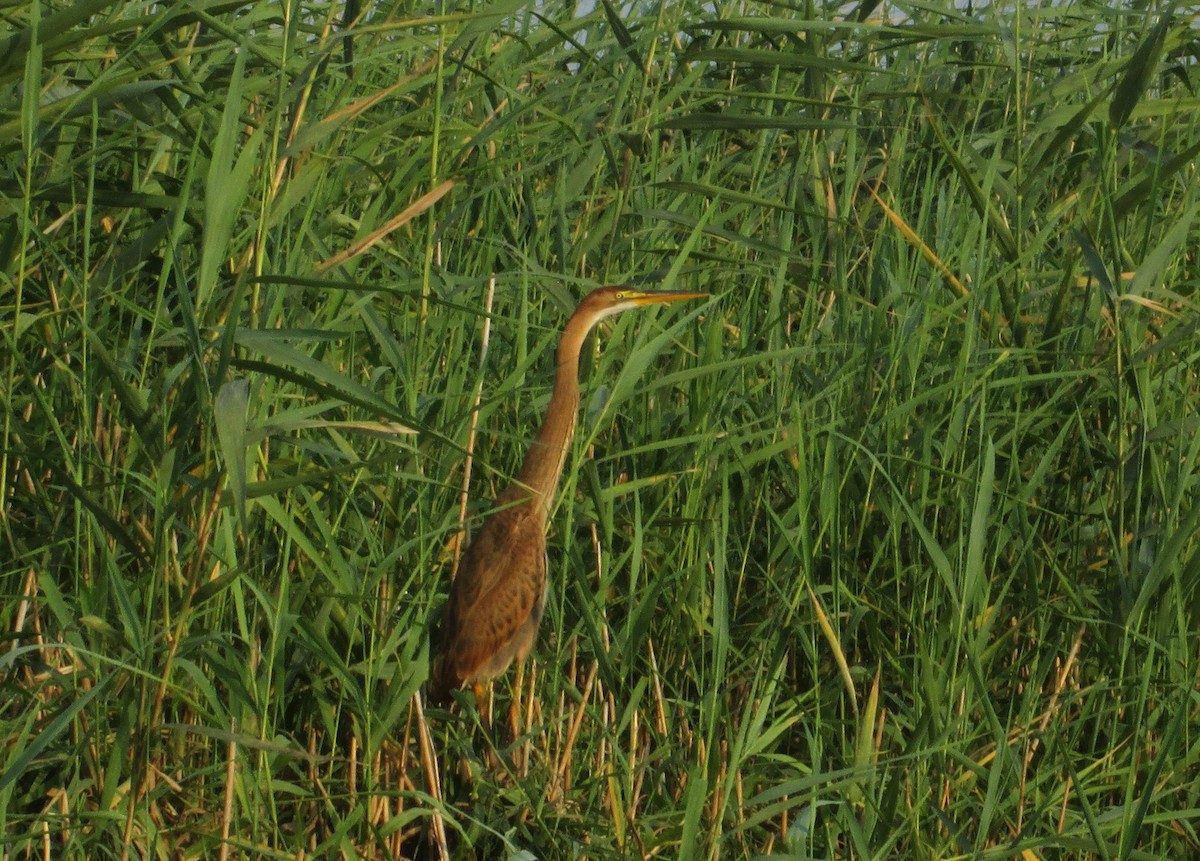 Purple Heron (Purple) - Zsuzsanna Guba