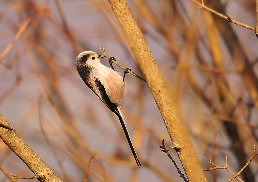 Long-tailed Tit (europaeus Group) - ML206103531