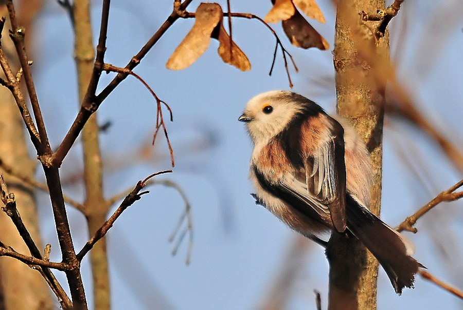 Long-tailed Tit (europaeus Group) - ML206103541