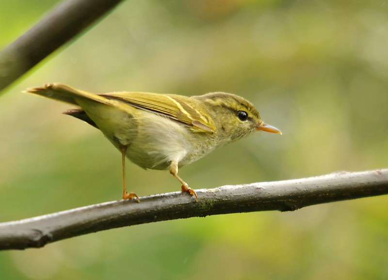 Emei Leaf Warbler - ML206103591