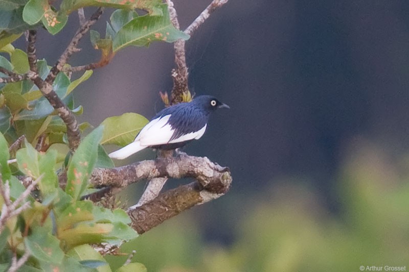 Cotinga à queue blanche - ML206104271