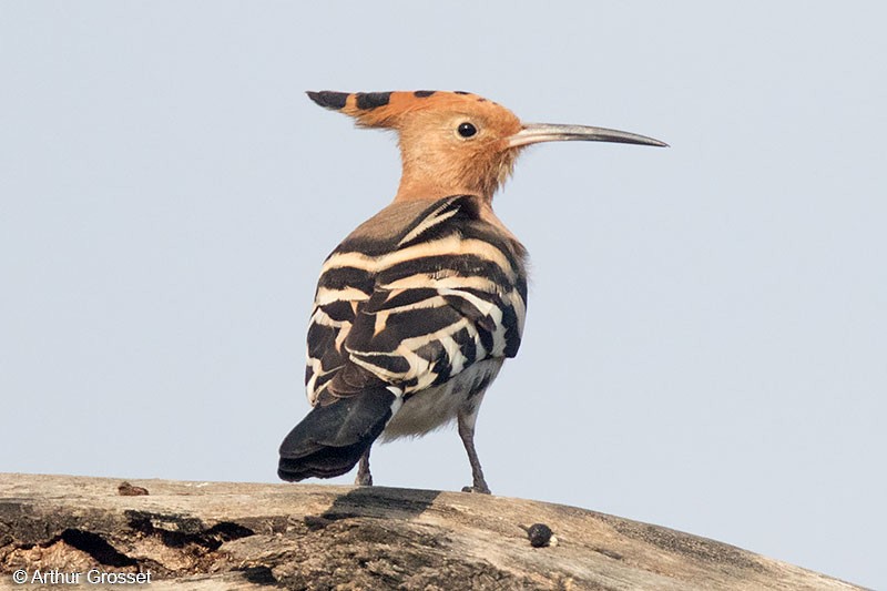 Eurasian Hoopoe (Central African) - ML206104761