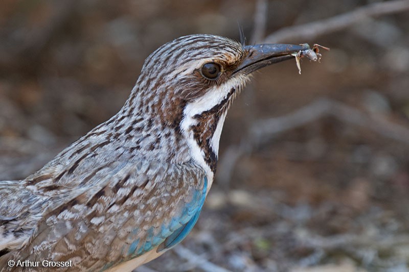 Long-tailed Ground-Roller - ML206104791