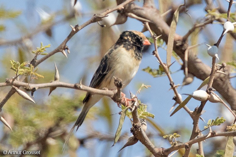 Straw-tailed Whydah - ML206104911