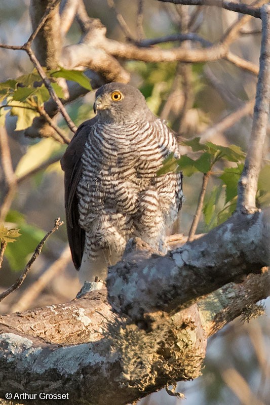 Madagascar Sparrowhawk - ML206105011
