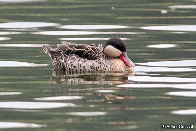 Red-billed Duck - ML206105231