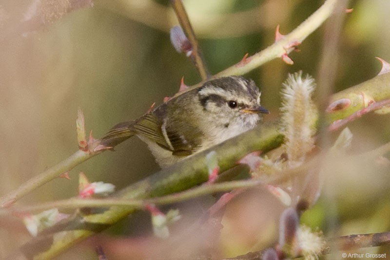 Lemon-rumped Warbler - ML206106861