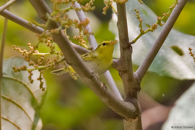 Yellow-vented Warbler - ML206106871