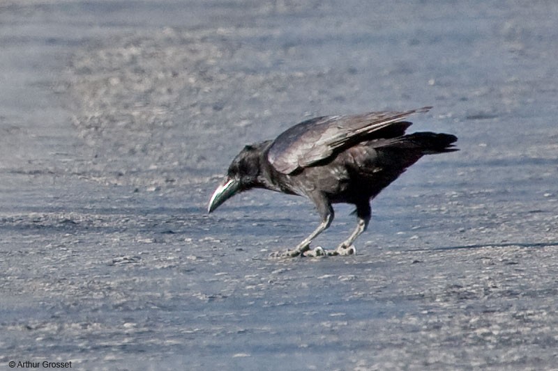 Cuban Palm-Crow - ML206107331