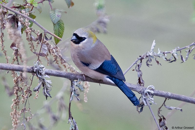 Red-headed Bullfinch - ML206107391