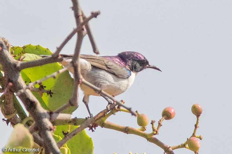 Eastern Violet-backed Sunbird - Arthur Grosset