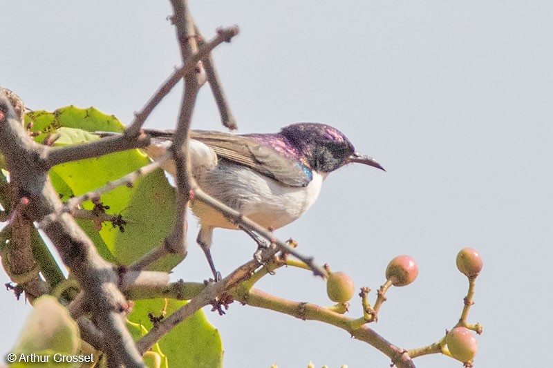 Eastern Violet-backed Sunbird - ML206107451