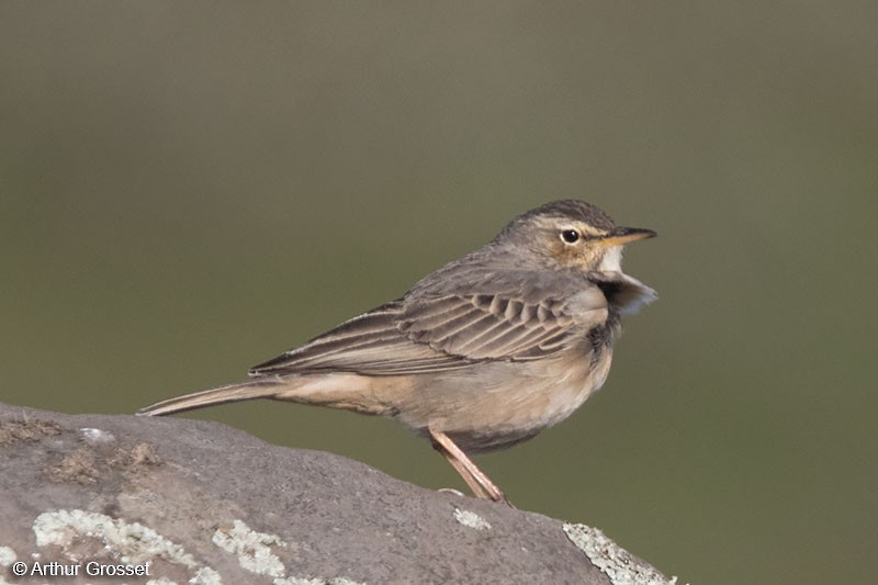 Long-billed Pipit (East African) - Arthur Grosset