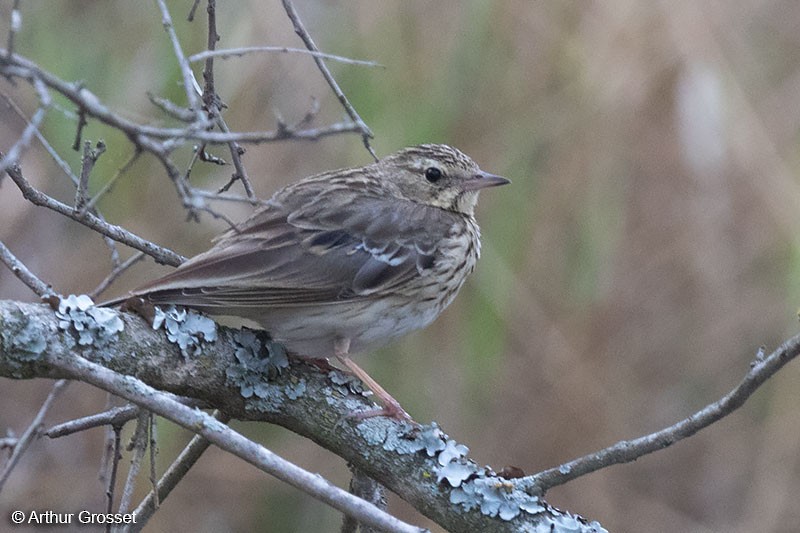 Tree Pipit - ML206107521