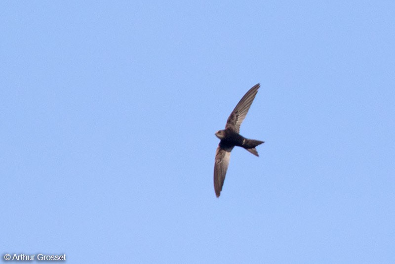 Malagasy Swift - Arthur Grosset