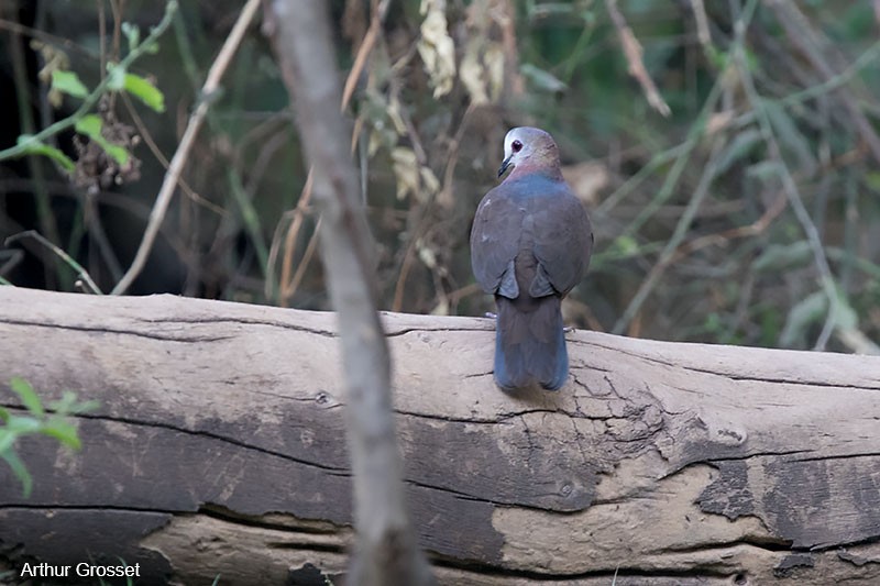 Lemon Dove (Lemon) - ML206107581