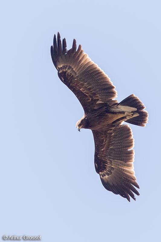 Greater Spotted Eagle - ML206107591