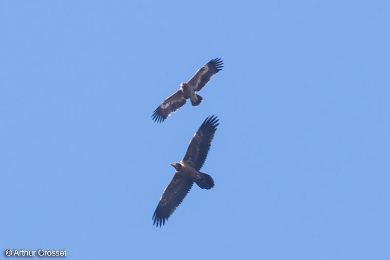 Steppe Eagle - ML206107611