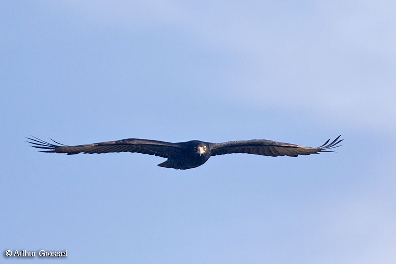 Verreaux's Eagle - Arthur Grosset