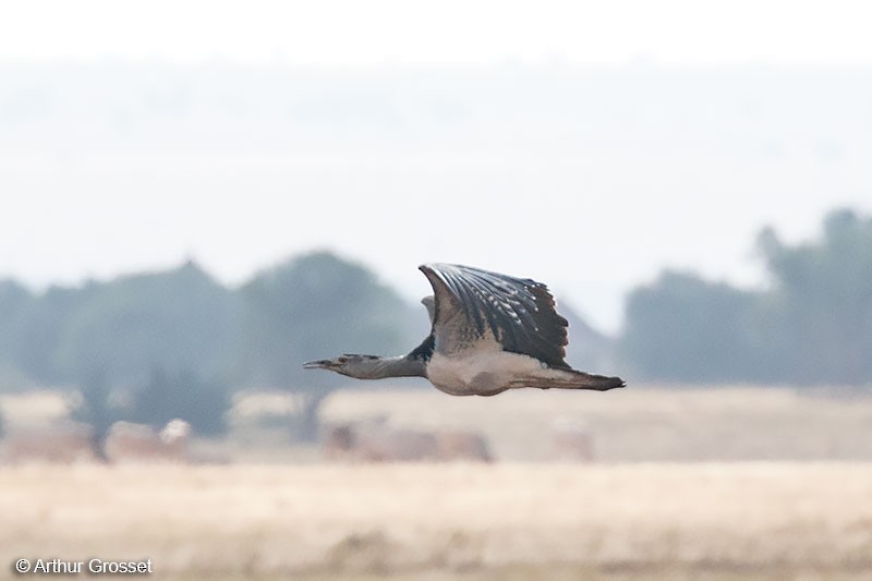 Kori Bustard - ML206107691