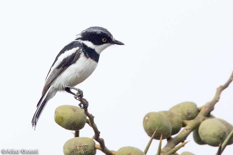 Gray-headed Batis - ML206107801