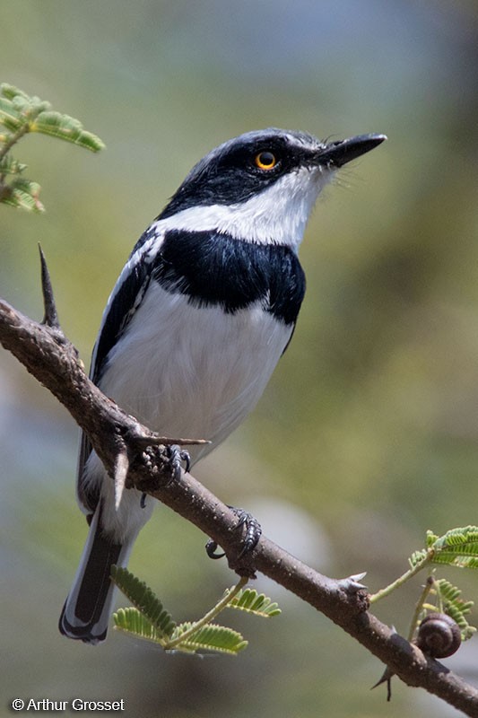 Pygmy Batis - Arthur Grosset