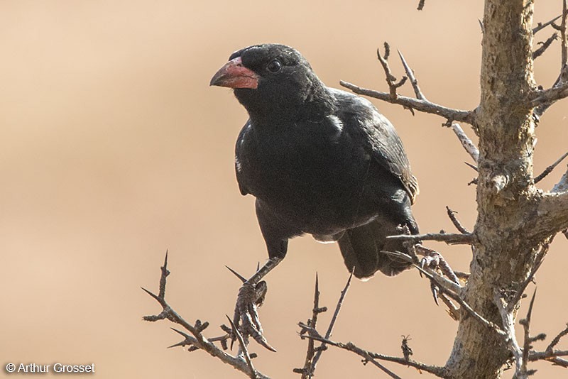 Red-billed Buffalo-Weaver - ML206107891