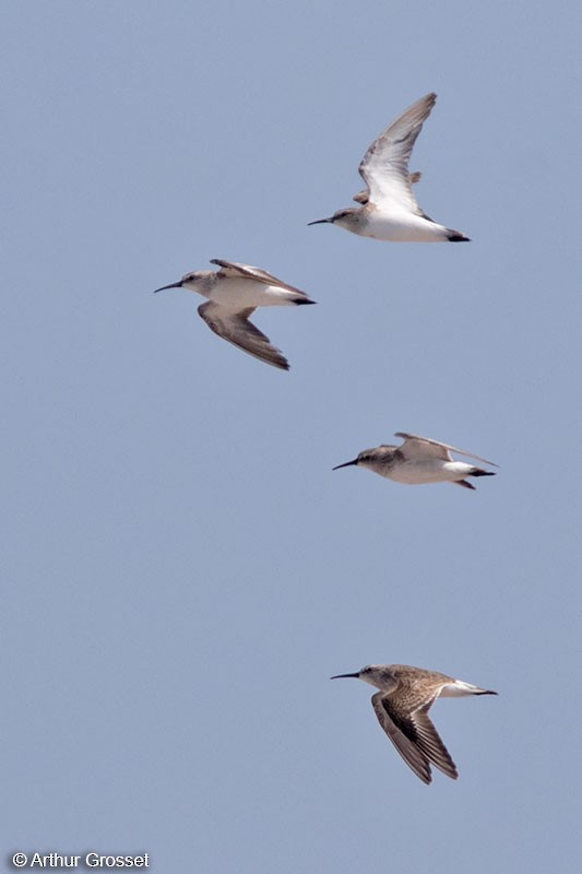 Curlew Sandpiper - ML206108061