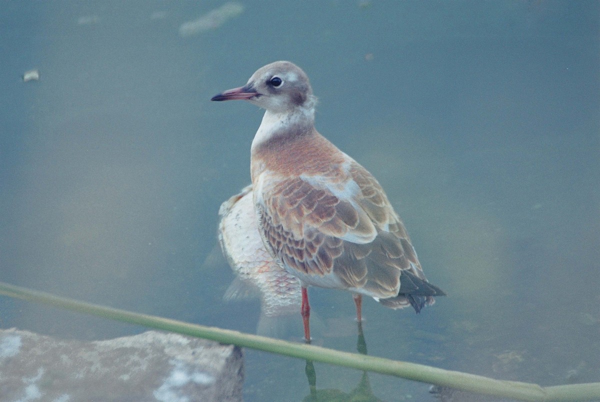 Black-headed Gull - ML206108521