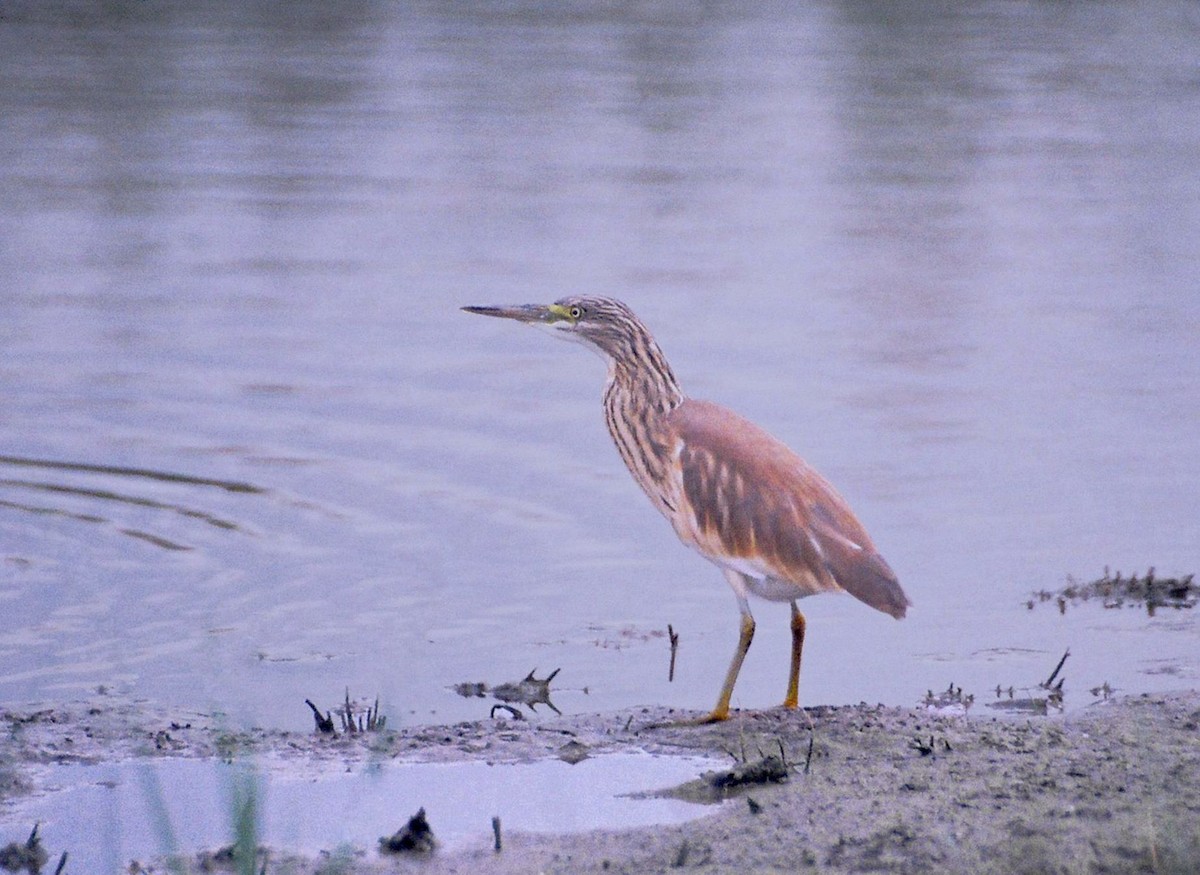 Squacco Heron - ML206108581