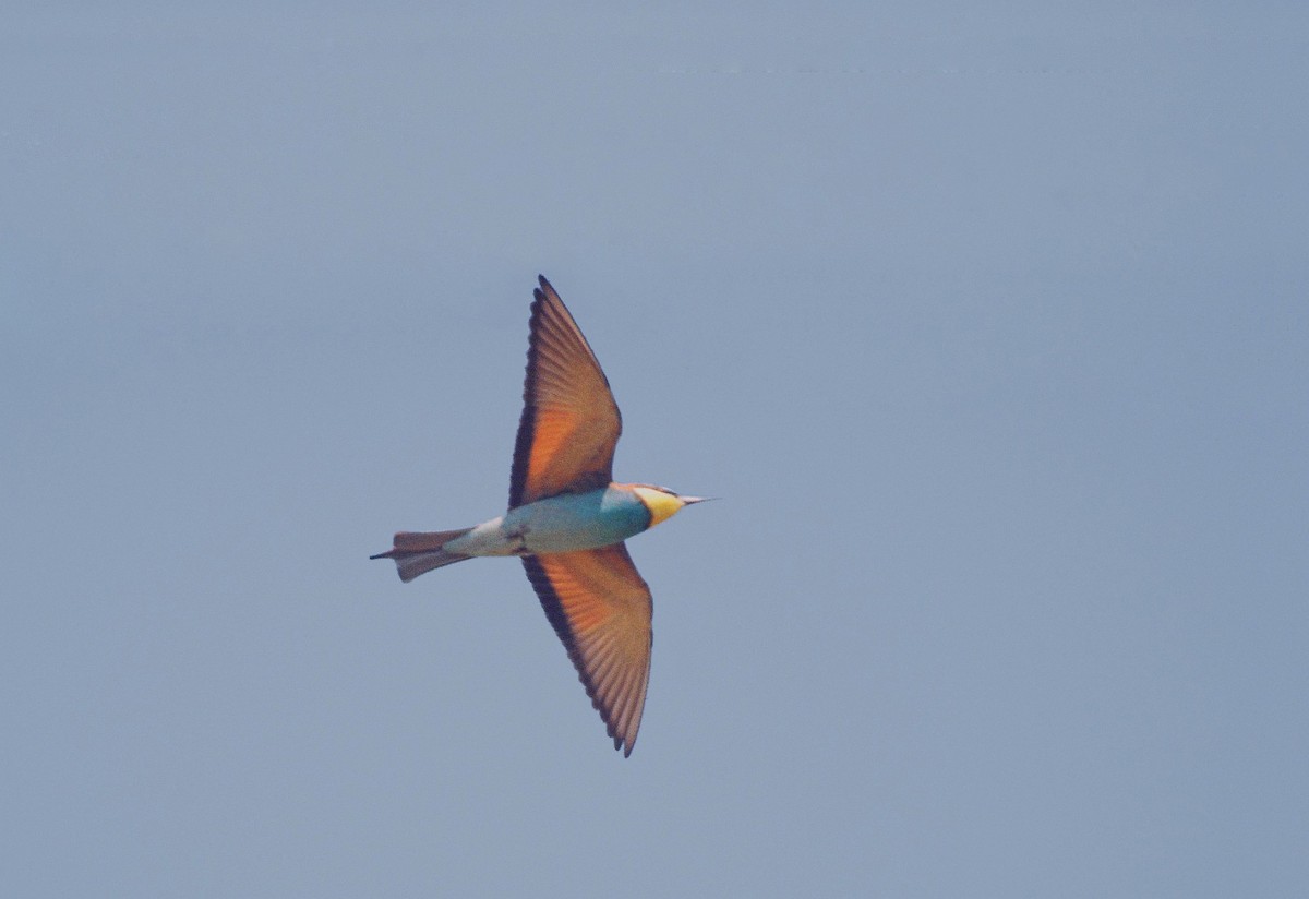 European Bee-eater - ML206108681