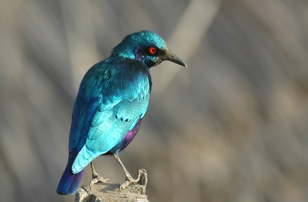 Bronze-tailed Starling - Augusto Faustino