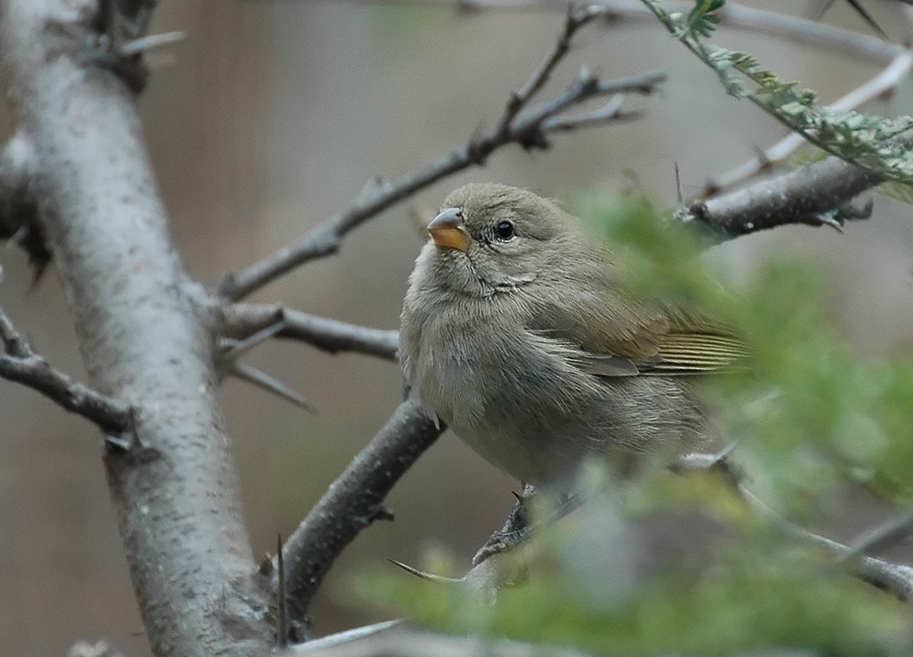 Dull-colored Grassquit - Augusto Faustino