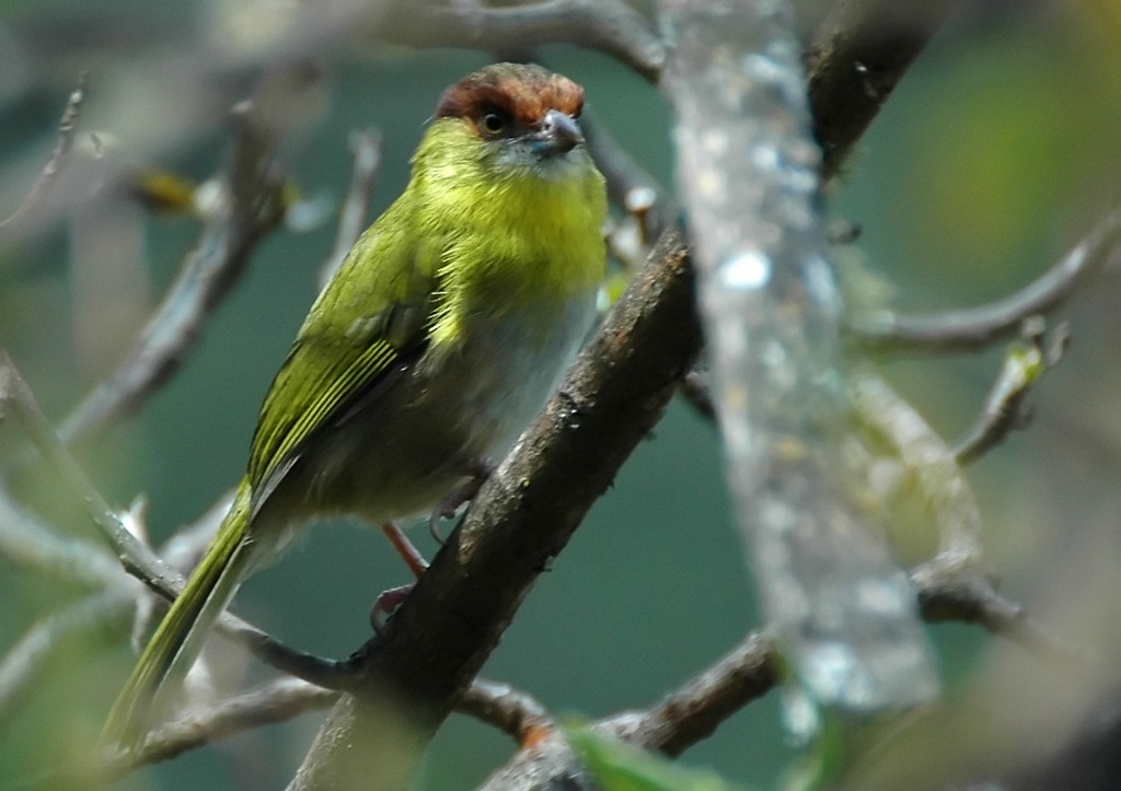 Rufous-browed Peppershrike (Yellow-backed) - ML206109291