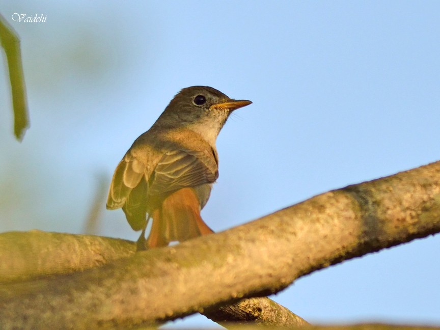 Rusty-tailed Flycatcher - ML20610931