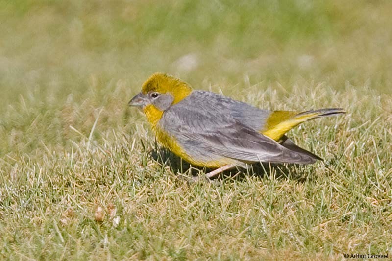 Bright-rumped Yellow-Finch - ML206109551