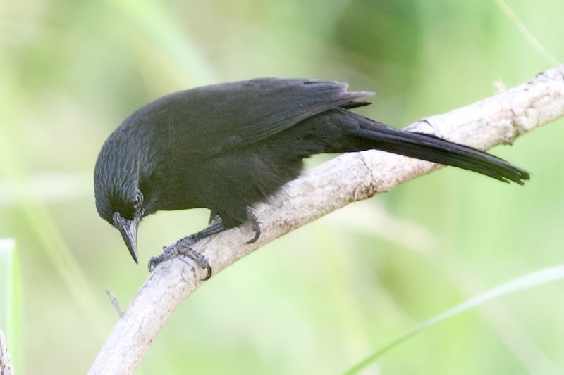 Forbes's Blackbird - ML206109721