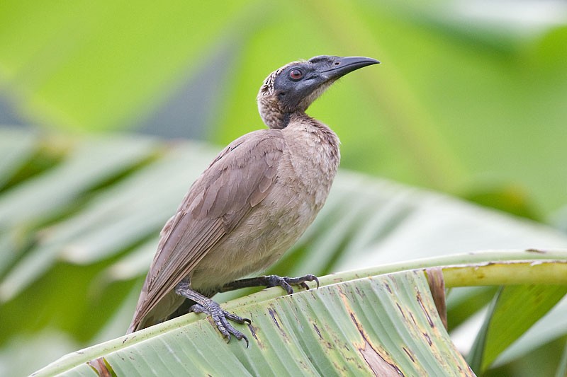 Helmeted Friarbird (Hornbill) - ML206109841