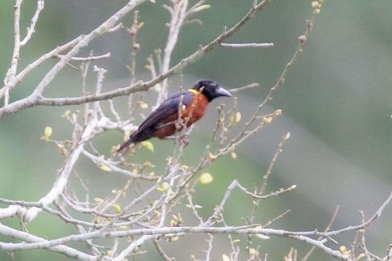 Yellow-mantled Weaver - ML206110021