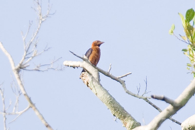 Yellow-mantled Weaver - ML206110031