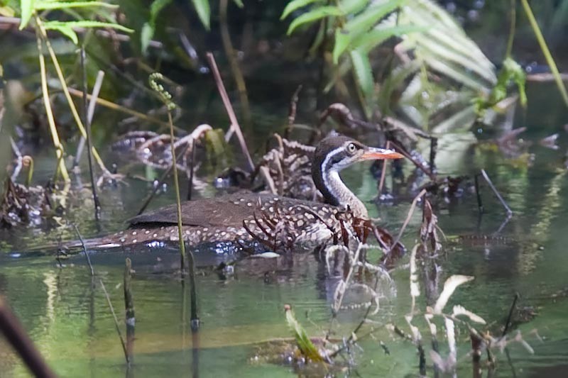 African Finfoot - ML206110101