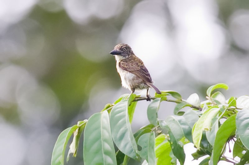 Speckled Tinkerbird - ML206110131