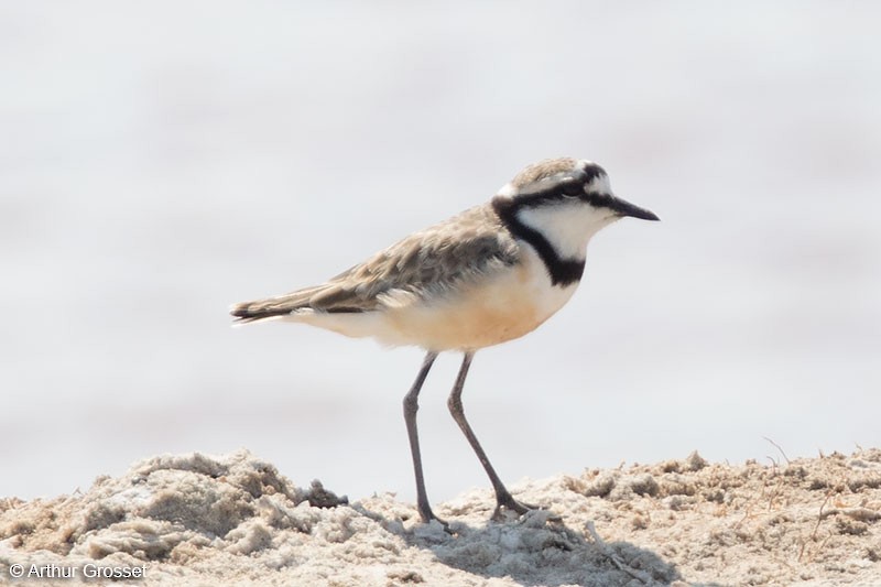 Madagascar Plover - Arthur Grosset