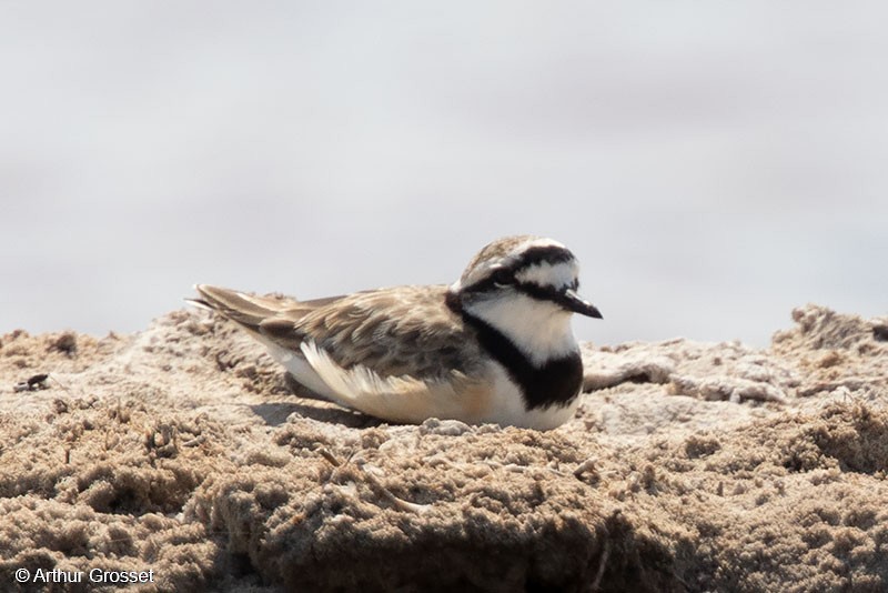 Madagascar Plover - Arthur Grosset