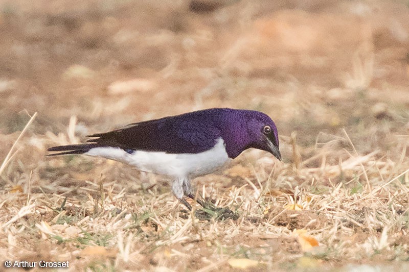 Violet-backed Starling - ML206110301