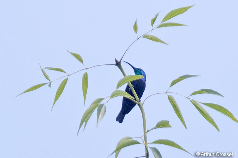 Malagasy Sunbird (Long-billed) - ML206110361