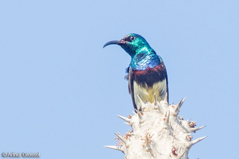 Souimanga Sunbird (White-bellied) - ML206110371