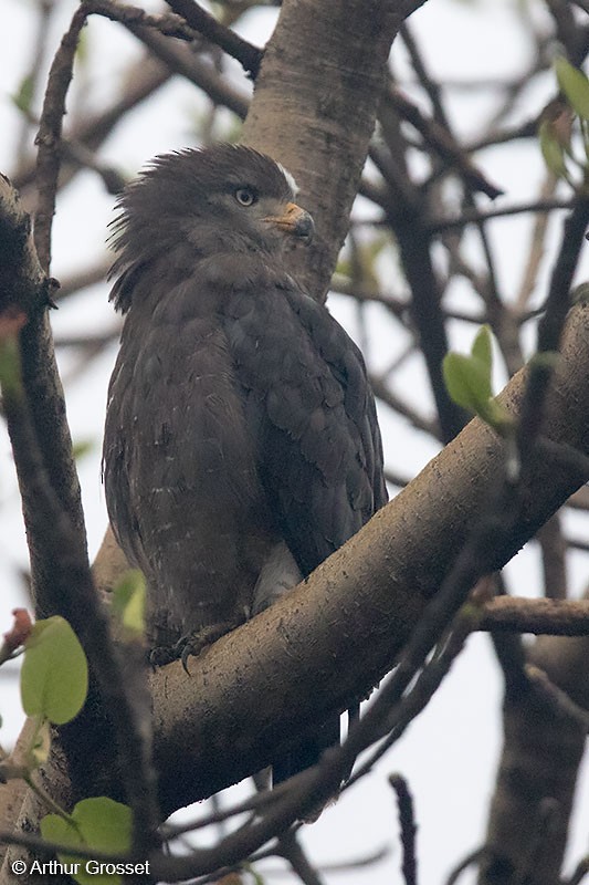 Banded Snake-Eagle - ML206110381