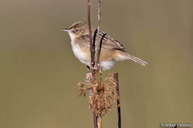 Madagascar Cisticola - Arthur Grosset